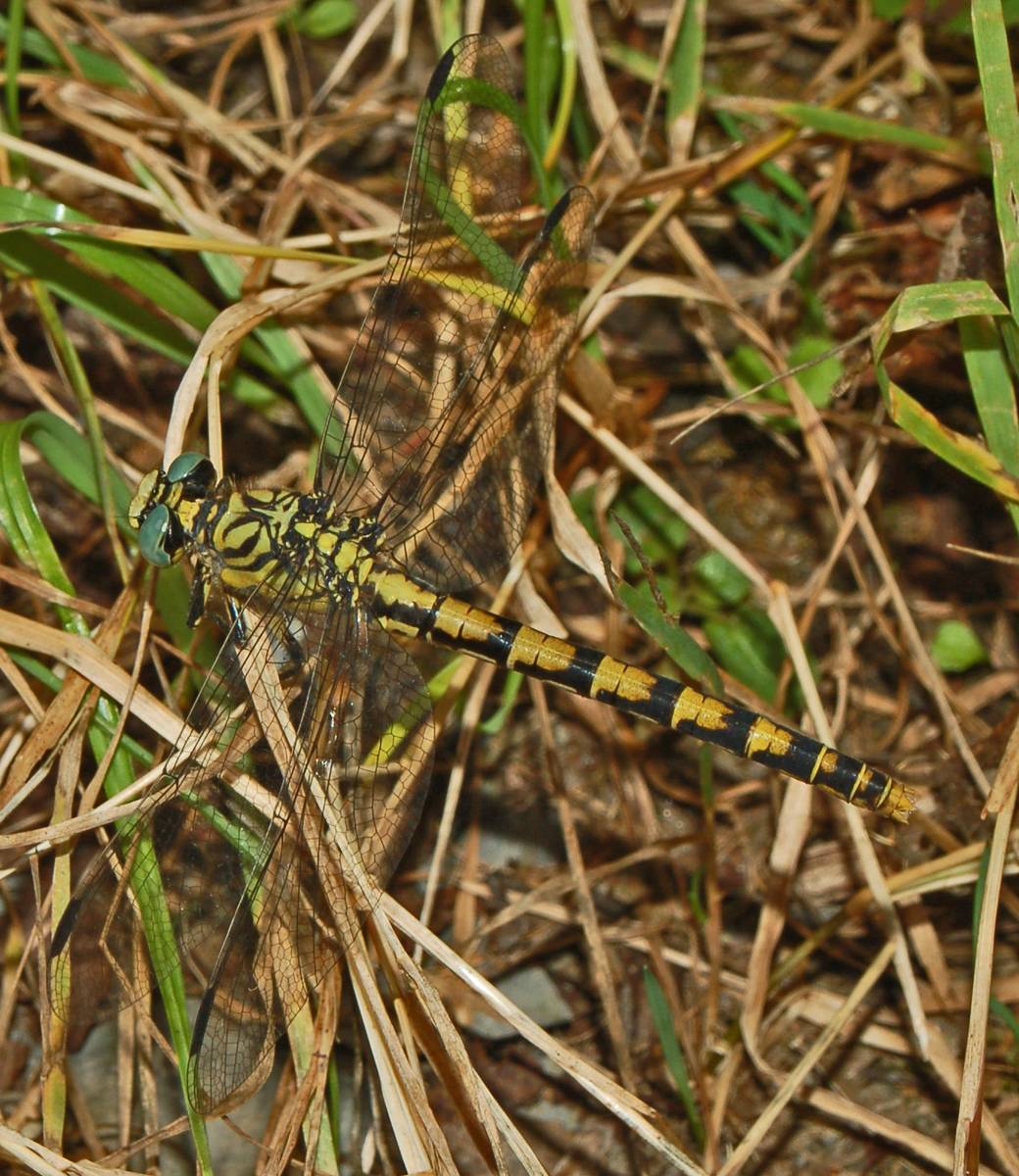 Una libellula confusa